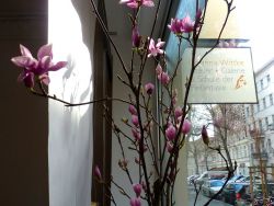 Magnolienfenster-2015-890