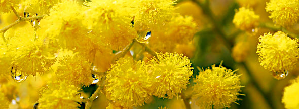 Mimose3